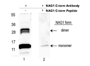 GDF15 Antibody - Anti-NAG-1/GDF15 (C-terminal) Antibody - Western Blot. Western blot of affinity purified anti-NAG-1/GDF15 (C-terminal) antibody shows detection NAG-1 purified from CHO cells as a 14 kD band corresponding to monomer and a 28 kD band corresponding to dimerized NAG-1. Samples were electrophoresed on a 4-20% gradient gel under reducing conditions. Lane 1 shows NAG-1 detection. Lane 2 shows reactivity is blocked when this antibody is pre-incubated with the immunizing peptide prior to Western blotting. This image was taken for the unconjugated form of this product. Other forms have not been tested.