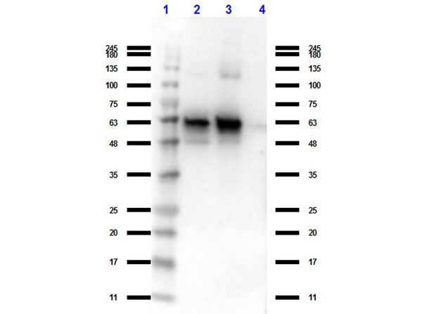 GDF15 Antibody - Western Blot of Rat Anti-Nag 1 (C terminal specific). Lane 1: Protein Standard Opal Pre-stained at 1 µg/mL for overnight at 4°C. Secondary Antibody: Rat IgG (H&L) Antibody Peroxidase Conjugated Pre-Adsorbed at 1:40,000 dilution at RT for 30 minutes. Block: MB-070 at RT for 30 min.