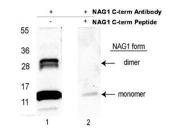 GDF15 Antibody - Western blot using affinity purified anti-NAG-1/GDF15 (C-terminal) antibody shows detection NAG-1 purified from CHO cells as a 14 kDa band corresponding to monomer and a 28 kDa band corresponding to dimerized NAG-1. Samples were electro-phoresed on a 4-20% gradient gel under reducing conditions. Lane 1 shows NAG-1 detection. Lane 2 shows reactivity is blocked when this antibody is pre-incubated with the immunizing peptide prior to Western blotting.