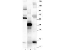 GDF15 Antibody - Anti-Mouse NAG-1/GDF15 Antibody - Western Blot. Western blot of affinity purified anti-mouse NAG-1/GDF15 antibody. The blot shows detection of recombinant MBP-NAG-1 fusion protein (60 kD) purified from E. coli (lane 1); yeast cell lysate expressing SUMO-mouse NAG-1 (42 kD) (lane 2), and R&D human NAG-1 monomer purified from CHO-K1 cells (14 kD) (lane 3). All lysates were run under reducing conditions. Primary antibody was used at a 1:1000 dilution in TBS containing 1% BSA and 0.2% Tween, and reacted overnight at 4C. Nag-1 was detected using a 1:40000 dilution of peroxidase conjugated Gt-a-Rabbit antibody (LS-C60865) in Blocking Buffer for Fluorescent Western Blot (MB-070) for 30 min at room temperature. Molecular weight estimation was made by comparison to prestained MW markers. Image was captured using the BioRad Versadoc 4000MP Imaging System. Other detection systems will yield similar results.