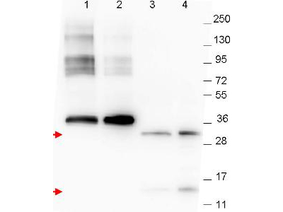 GDF15 Antibody - Anti-NAG-1 Monoclonal Antibody - Western Blot. Western blot of anti-NAG-1 monoclonal antibody. The blot shows detection of recombinant NAG-1 protein present in Pichia pastoris whole cell lysates: lane 1 - yeast cell lysate expressing NAG-1 H variant with SUMO expression tag at 36 kD; lane 2 - yeast cell lysate expressing NAG-1 D variant with SUMO expression tag at 36 kD; lane 3 - yeast cell lysate expressing NAG-1 H variant; and lane 4 - yeast cell lysate expressing NAG-1 D variant. Recombinant NAG-1 proteins without SUMO correspond to monomer (15 kD) and dimer (30 kD) bands as indicated by the arrowheads. All lysates were run under reducing conditions. Primary antibody was used at a 1:1000 dilution in TBS containing 1% BSA and 0.2% Tween, and reacted overnight at 4C. For detection, a 1:40000 dilution of peroxidase conjugated Gt-a-Mouse IgG secondary antibody (LS-C60680) was used in Blocking Buffer for Fluorescent Western Blot (MB-070) for 30 min at room temperature. Molecular weight estimation was made by comparison to prestained MW markers. Image was captured using the BioRad Versadoc 4000MP Imaging System.