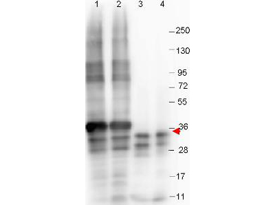 GDF15 Antibody - Anti-NAG-1 (N-terminal specific) Monoclonal Antibody - Western Blot. Western blot shows detection of recombinant NAG-1 protein (arrow) present in Pichia pastoris whole cell lysates: lane 1 - yeast cell lysate expressing NAG-1 H variant with SUMO expression tag at 36 kD; lane 2 - yeast cell lysate expressing NAG-1 D variant with SUMO expression tag at 36 kD; lane 3 - yeast cell lysate expressing NAG-1 H variant; and lane 4 - yeast cell lysate expressing NAG-1 D variant. All lysates were run under reducing conditions. Primary antibody was used at a 1:1000 dilution in TBS containing 1% BSA and 0.2% Tween, and reacted overnight at 4°C. For detection, a 1:40000 dilution of peroxidase conjugated Gt-a-Mouse IgG secondary antibody (LS-C60680) was used in Blocking Buffer for Fluorescent Western Blot (MB-070) for 30 min at room temperature. Molecular weight estimation was made by comparison to prestained MW markers. Image was captured using the BioRad Versadoc 4000MP Imaging System.