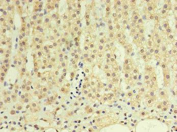 GDF15 Antibody - Immunohistochemistry of paraffin-embedded human adrenal gland using product in 30ug/ml dilute concentrations.