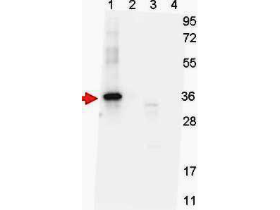 GDF15 Antibody - Anti-NAG-1 (H variant specific) Monoclonal Antibody - Western Blot. Western blot shows detection of recombinant NAG-1 protein present in Pichia pastoris whole cell lysates: lane 1 - yeast cell lysate expressing NAG-1 H variant with SUMO expression tag at 36 kD; lane 2 - yeast cell lysate expressing NAG-1 D variant with SUMO expression tag at 36 kD; lane 3 - yeast cell lysate expressing NAG-1 H variant; and lane 4 - yeast cell lysate expressing NAG-1 D variant. All lysates were run under reducing conditions. Primary antibody was used at a 1:1000 dilution in TBS containing 1% BSA and 0.2% Tween, and reacted overnight at 4°C. For detection, a 1:40000 dilution of peroxidase conjugated Gt-a-Mouse IgG secondary antibody (LS-C60680) was used in Blocking Buffer for Fluorescent Western Blot (MB-070) for 30 min at room temperature. Molecular weight estimation was made by comparison to prestained MW markers. Image was captured using the BioRad Versadoc 4000MP Imaging System.