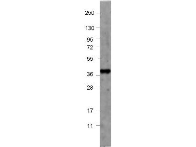 GDF15 Antibody - Anti-Human NAG-1 Antibody - Western Blot. Western blot of affinity purified anti-Human NAG-1 antibody shows detection of a 42 kD band corresponding to purified recombinant fusion protein MBP-human NAG-1. Samples were electrophoresed on a 4-20% gradient gel under reducing conditions. Primary antibody was used at 1:1000 in 1% BSA-TBST overnight at 4C. DyLight649 Goat Anti-Rabbit IgG secondary antibody ( was used at 1:20000 in Blocking Buffer for Fluorescent Western Blot (MB-070) for 30 min at room temperature. Molecular weight estimation was made by comparison to prestained MW markers. Image was captured using the BioRad Versadoc 4000MP Imaging System. Other detection systems will yield similar results.