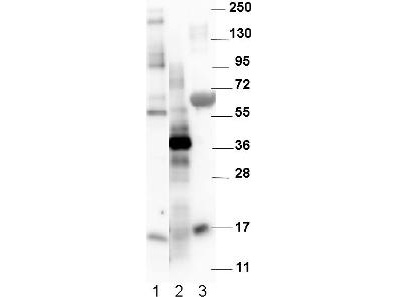 GDF15 Antibody - Anti-Mouse NAG-1/GDF15 Antibody - Western Blot. Western blot of affinity purified anti-Mouse NAG-1/GDF15 antibody. The blot shows detection of recombinant MBP-NAG-1 fusion protein (60 kD) purified from E. coli (lane 1); yeast cell lysate expressing SUMO-mouse NAG-1 (42 kD) (lane 2), and R&D human NAG-1 monomer purified from CHO-K1 cells (14 kD) (lane 3). All lysates were run under reducing conditions. Primary antibody was used at a 1:1000 dilution in TBS containing 1% BSA and 0.2% Tween, and reacted overnight at 4C. Nag-1 was detected using a 1:40000 dilution of peroxidase conjugated Gt-a-Rabbit antibody (LS-C60865) in Blocking Buffer for Fluorescent Western Blot (MB-070) for 30 min at room temperature. Molecular weight estimation was made by comparison to prestained MW markers. Image was captured using the BioRad Versadoc 4000MP Imaging System. Other detection systems will yield similar results.