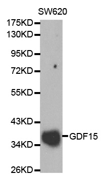 GDF15 Antibody - Western blot analysis of SW620 cell lysate.