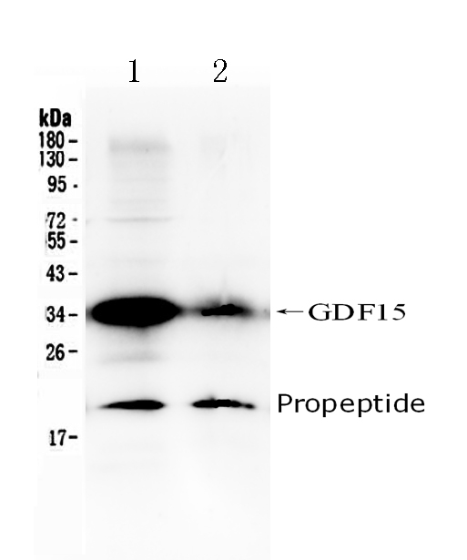 GDF15 Antibody - Western blot - Anti-GDF15 Picoband Antibody