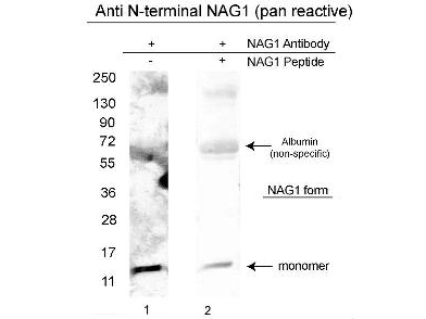 GDF15 Antibody - Western blot using the affinity purified anti-NAG-1/GDF15 (N-terminal specific) antibody shows detection of a 14 kDa band corresponding to recombinant human NAG-1 purified from CHO cells.   Samples were electrophoresed on a 4-20% gradient gel under reducing conditions.   Lane 1 shows NAG-1 detection.  Lane 2 shows reactivity is greatly diminished when this antibody is preincubated with the immunizing peptide prior to Western blotting. 