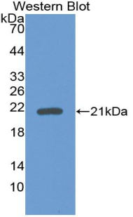 GDF2 / BMP9 Antibody - Western Blot; Sample: Recombinant protein.
