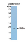 GDF2 / BMP9 Antibody - Western blot of recombinant GDF2 / BMP9.  This image was taken for the unconjugated form of this product. Other forms have not been tested.