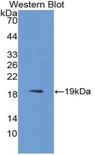 GDF2 / BMP9 Antibody - Western blot of GDF2 / BMP9 antibody.