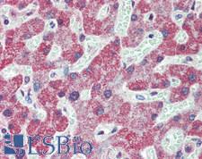 GDF2 / BMP9 Antibody - Human Liver: Formalin-Fixed, Paraffin-Embedded (FFPE)