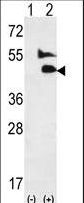 GDF2 / BMP9 Antibody - Western blot of GDF2 (arrow) using rabbit polyclonal GDF2-K23. 293 cell lysates (2 ug/lane) either nontransfected (Lane 1) or transiently transfected (Lane 2) with the GDF2 gene.