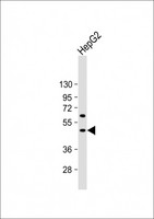 GDF2 / BMP9 Antibody - Anti-BMP9 (GDF2) Antibody (N-term) at 1:1000 dilution + HepG2 whole cell lysate Lysates/proteins at 20 µg per lane. Secondary Goat Anti-Rabbit IgG, (H+L), Peroxidase conjugated at 1/10000 dilution. Predicted band size: 47 kDa Blocking/Dilution buffer: 5% NFDM/TBST.