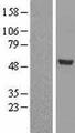 GDF2 / BMP9 Protein - Western validation with an anti-DDK antibody * L: Control HEK293 lysate R: Over-expression lysate