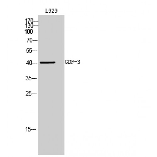 GDF3 Antibody - Western blot of GDF-3 antibody