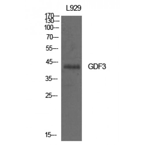 GDF3 Antibody - Western blot of GDF-3 antibody