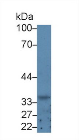 GDF3 Antibody - Western Blot; Sample: Rat Kidney lysate; Primary Ab: 5µg/ml Rabbit Anti-Human GDF3 Antibody Second Ab: 0.2µg/mL HRP-Linked Caprine Anti-Rabbit IgG Polyclonal Antibody