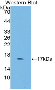 GDF3 Antibody - Western blot of recombinant GDF3.