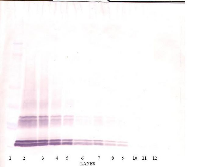 GDF3 Antibody - Western Blot (non-reducing) of GDF3 antibody. This image was taken for the unconjugated form of this product. Other forms have not been tested.