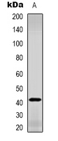 GDF3 Antibody - Western blot analysis of GDF3 expression in L929 (A) whole cell lysates.