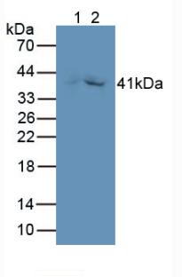 GDF3 Antibody - Western Blot; Sample: Lane1: Rat Kidney Tissue; Lane2: Porcine Kidney Tissue.