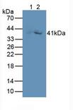GDF3 Antibody - Western Blot; Sample: Lane1: Rat Kidney Tissue; Lane2: Porcine Kidney Tissue.