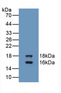 GDF3 Antibody - WesternBlot;Sample:RecombinantGDF3,Human.