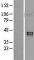 GDF3 Protein - Western validation with an anti-DDK antibody * L: Control HEK293 lysate R: Over-expression lysate