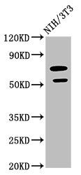 GDF5 / GDF-5 Antibody - Western Blot Positive WB detected in: NIH/3T3 whole cell lysate All lanes: GDF5 antibody at 2.64µg/ml Secondary Goat polyclonal to rabbit IgG at 1/50000 dilution Predicted band size: 56 kDa Observed band size: 56 kDa