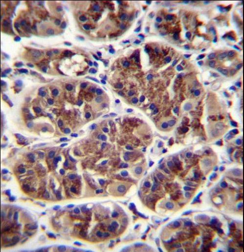 GDF5 / GDF-5 Antibody - GDF5 Antibody immunohistochemistry of formalin-fixed and paraffin-embedded human stomach tissue followed by peroxidase-conjugated secondary antibody and DAB staining.