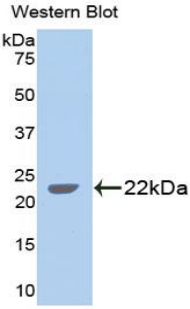 GDF5 / GDF-5 Antibody - Western blot of recombinant GDF5 / GDF-5.  This image was taken for the unconjugated form of this product. Other forms have not been tested.