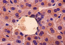 GDF5 / GDF-5 Antibody - Immunohistochemistry of paraffin-embedded Mouse liver tissue using Gdf5 Antibody at dilution of 1:50