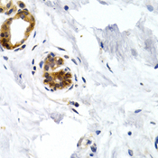 GDF5 / GDF-5 Antibody - Immunohistochemistry of paraffin-embedded human normal breast.