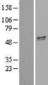 GDF5 / GDF-5 Protein - Western validation with an anti-DDK antibody * L: Control HEK293 lysate R: Over-expression lysate