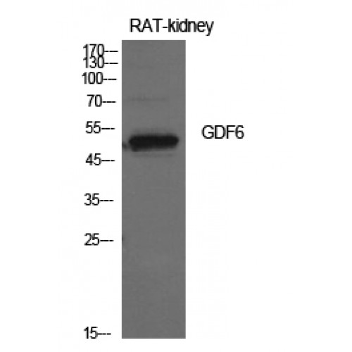 GDF6 / BMP13 Antibody - Western blot of GDF-6 antibody