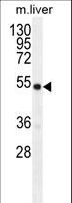 GDF6 / BMP13 Antibody - GDF6 Antibody western blot of mouse liver tissue lysates (35 ug/lane). The GDF6 antibody detected the GDF6 protein (arrow).