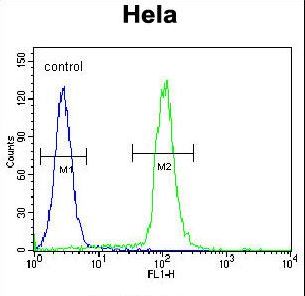 GDF6 / BMP13 Antibody - GDF6 Antibody flow cytometry of HeLa cells (right histogram) compared to a negative control cell (left histogram). FITC-conjugated goat-anti-rabbit secondary antibodies were used for the analysis.