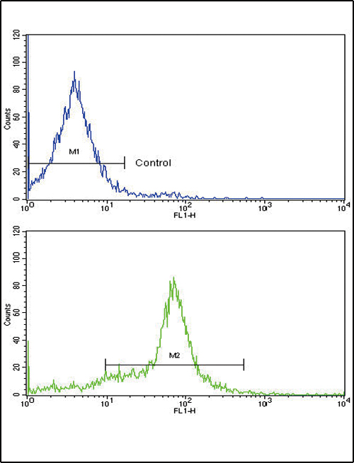 GDF6 / BMP13 Antibody - Flow cytometric of 293 cells using GDF6 Antibody (bottom histogram) compared to a negative control cell (top histogram). FITC-conjugated goat-anti-rabbit secondary antibodies were used for the analysis.