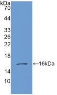 GDF6 / BMP13 Antibody - Western Blot; Sample: Recombinant GDF6, Human.
