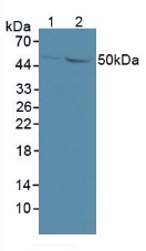 GDF6 / BMP13 Antibody - Western Blot; Sample: Lane1: Mouse Brain Tissue; Lane2: Mouse Kidney Tissue.