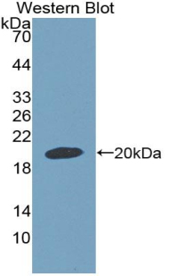 GDF9 / GDF-9 Antibody - Western blot of recombinant GDF9 / GDF-9.