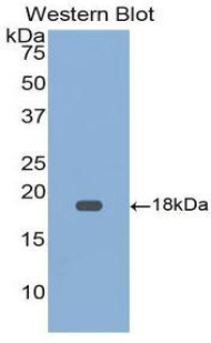 GDF9 / GDF-9 Antibody - Western blot of recombinant GDF9 / GDF-9.  This image was taken for the unconjugated form of this product. Other forms have not been tested.