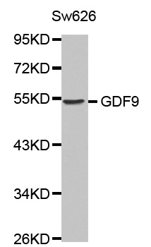 GDF9 / GDF-9 Antibody - Western blot analysis of extracts of Sw626 cell line, using GDF9 antibody.
