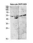 GDF9 / GDF-9 Antibody - Western blot analysis of extracts from HeLa, Colo, 293T, L929 cells, using GDF9 Antibody.
