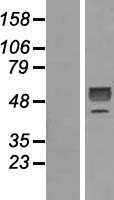 GDF9 / GDF-9 Protein - Western validation with an anti-DDK antibody * L: Control HEK293 lysate R: Over-expression lysate