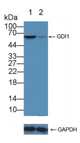 GDI1 Antibody - Knockout Varification: Lane 1: Wild-type U87MG cell lysate; Lane 2: GDI1 knockout U87MG cell lysate; Predicted MW: 51kd Observed MW: 60kd Primary Ab: 5µg/ml Rabbit Anti-Human GDI1 Antibody Second Ab: 0.2µg/mL HRP-Linked Caprine Anti-Rabbit IgG Polyclonal Antibody