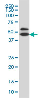 GDI1 Antibody - GDI1 monoclonal antibody (M08), clone 1H3 Western Blot analysis of GDI1 expression in IMR-32.