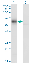 GDI1 Antibody - Western Blot analysis of GDI1 expression in transfected 293T cell line by GDI1 monoclonal antibody (M08), clone 1H3.Lane 1: GDI1 transfected lysate(50.6 KDa).Lane 2: Non-transfected lysate.